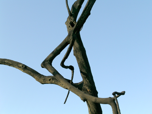 Charred Pirouette