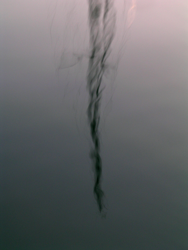 Wisp
