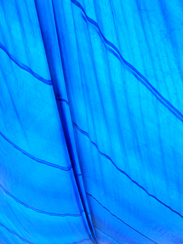 Bluest Sky