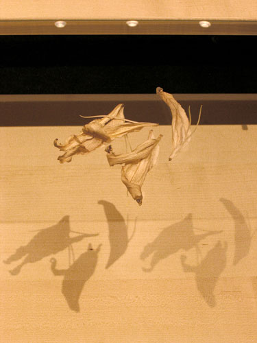Lillies Fallen on Glass Table