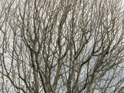 All Over Tree