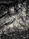 Charred Creek 1