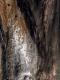 Scorched Trunk 1