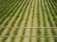 Dreams of Field