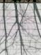 Cracked Wall with Branches and