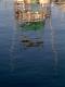 Houseboat with Green