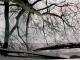 Wiper Tree