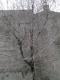 Tree,Wall,Chimney,Sky